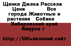 Щенки Джека Рассела › Цена ­ 10 000 - Все города Животные и растения » Собаки   . Хабаровский край,Амурск г.